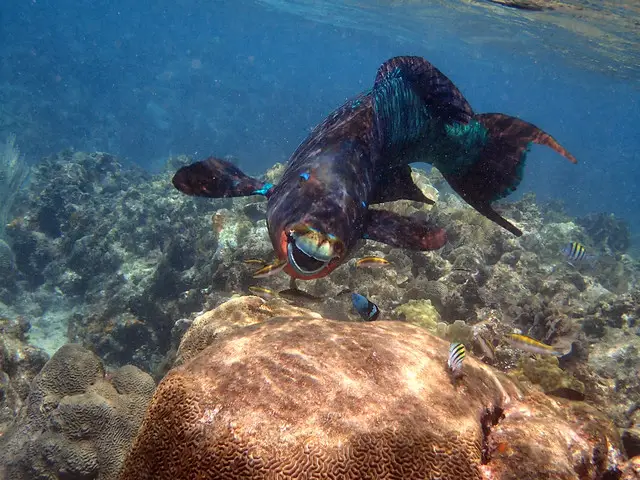 Snorkeling en West Bay en Roatán, Honduras 