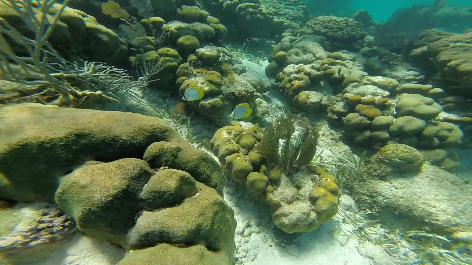 Peces y corales en la reserva marina de Hol Chan