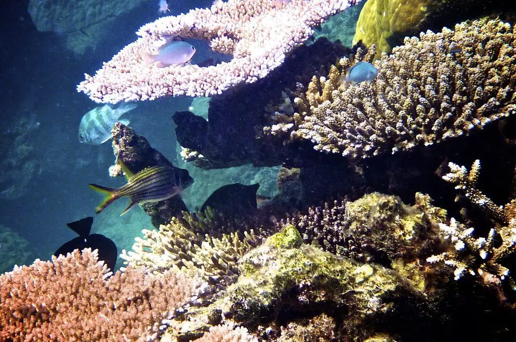 Coral de la Gran Barrera de Coral de Australia