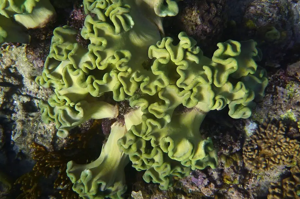 Coral de la Gran Barrera de Coral de Australia
