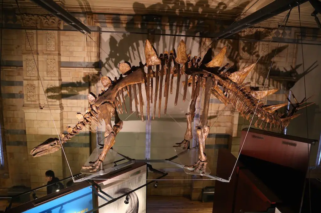 Huesos de dinosaurio Museo de Historia Natural de Londres