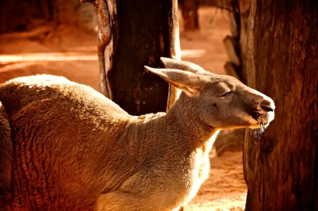 Primer plano de canguro en Sydney Australia