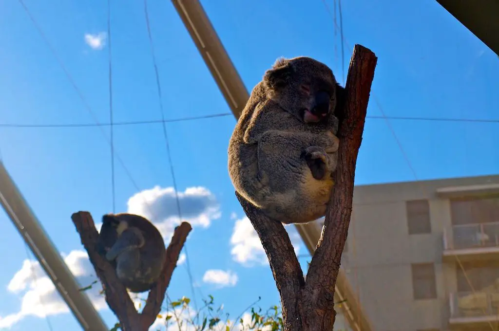 Koalas en árbol