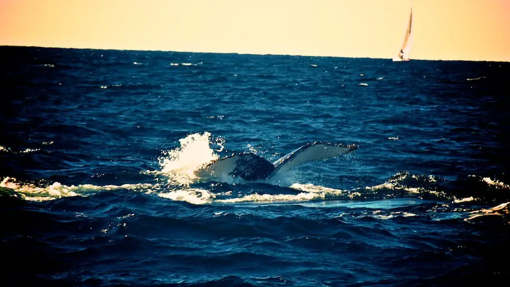 Salto de ballenas en Sydney Australia