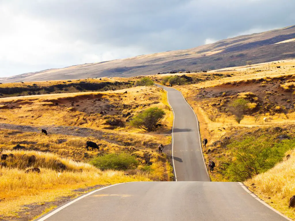 Maui, isla hawaiana que muestra ganado junto a la carretera.  El lado opuesto de la carretera a Hana, parte de la montaña Haleakala.