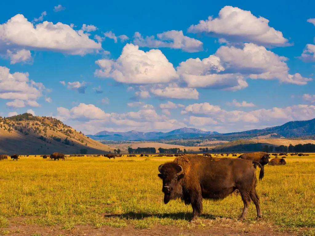 Paraíso de bisontes en el Parque Nacional de Yellowstone, Estados Unidos