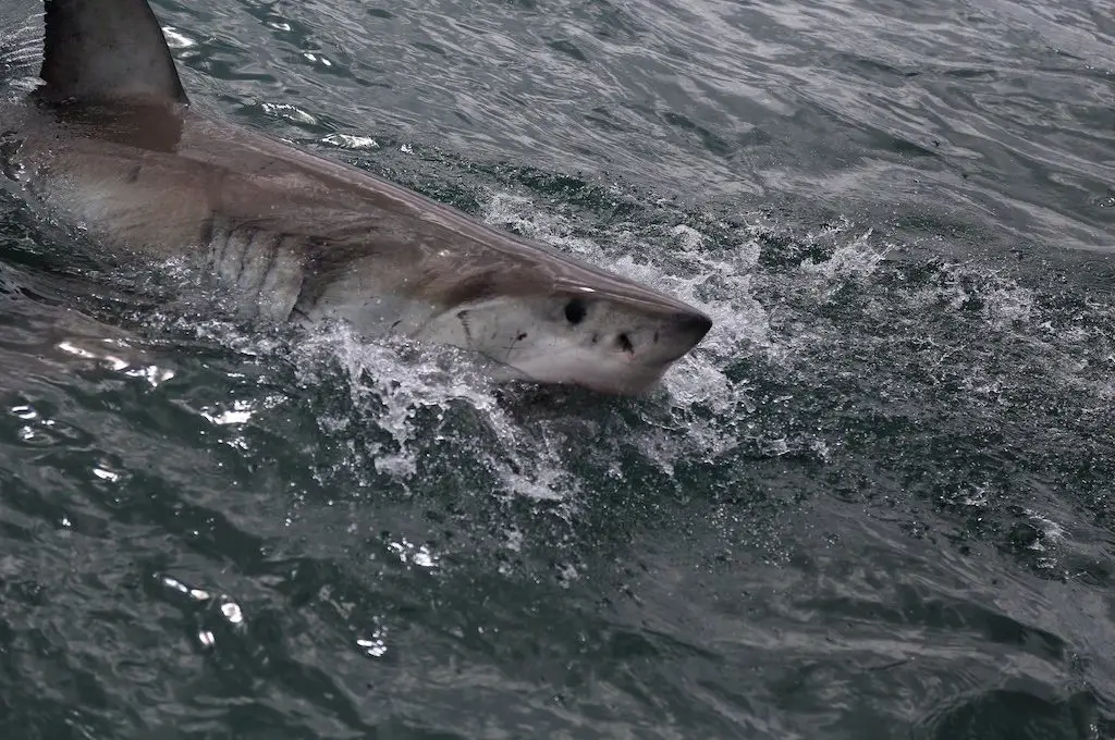 Enorme gran tiburón blanco se lanza desde el agua