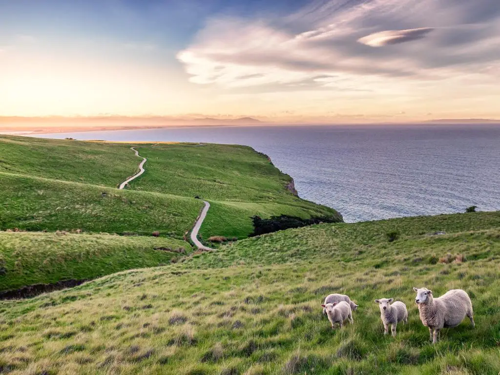 Christchurch, Nueva Zelanda con corderos y ovejas en primer plano, barriendo colinas cubiertas de hierba y el mar a lo lejos al atardecer.