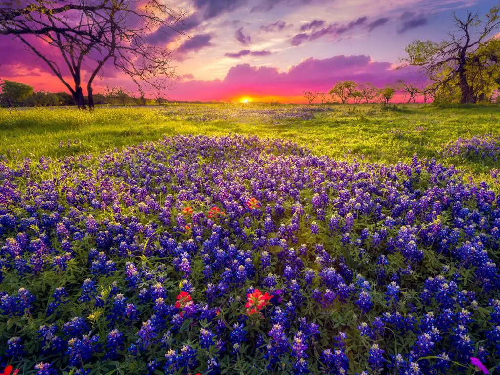 La luz baja del amanecer alcanza el horizonte para iluminar la hierba verde vibrante y las flores de bluebonnet