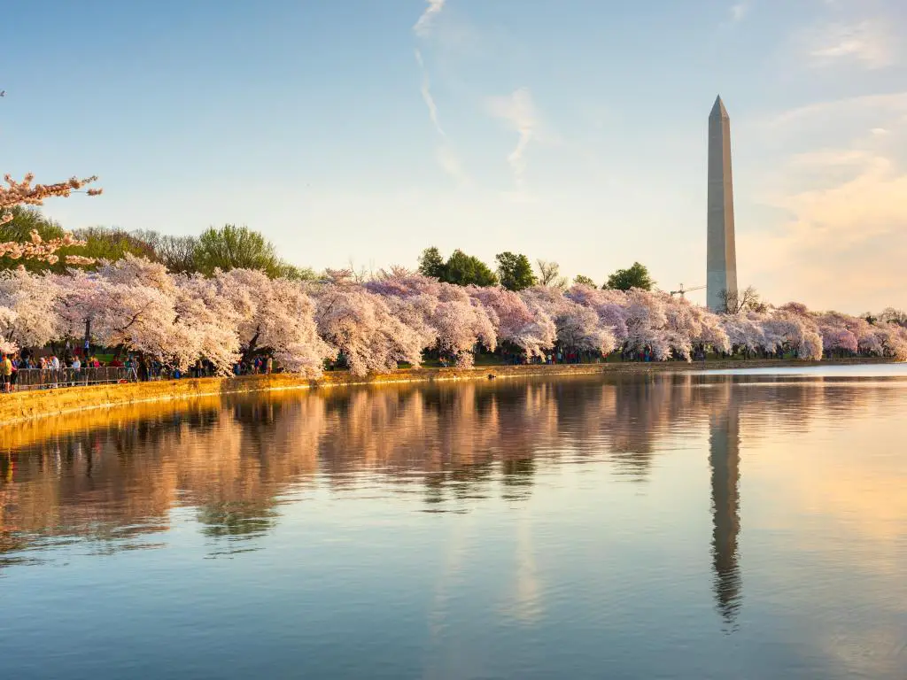 Washington DC, EE.UU. en la cuenca de marea con el Monumento a Washington en la temporada de primavera.