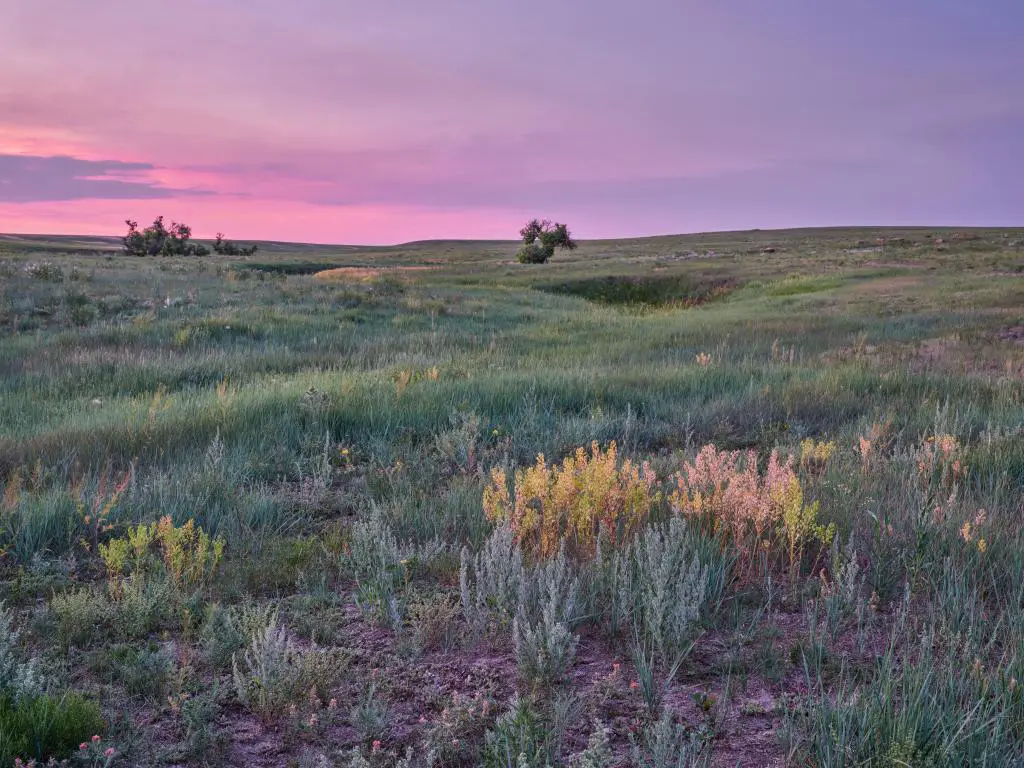 Pawnee National Grassland en Colorado, EE.UU., tomada al amanecer sobre una pradera verde con flores silvestres.