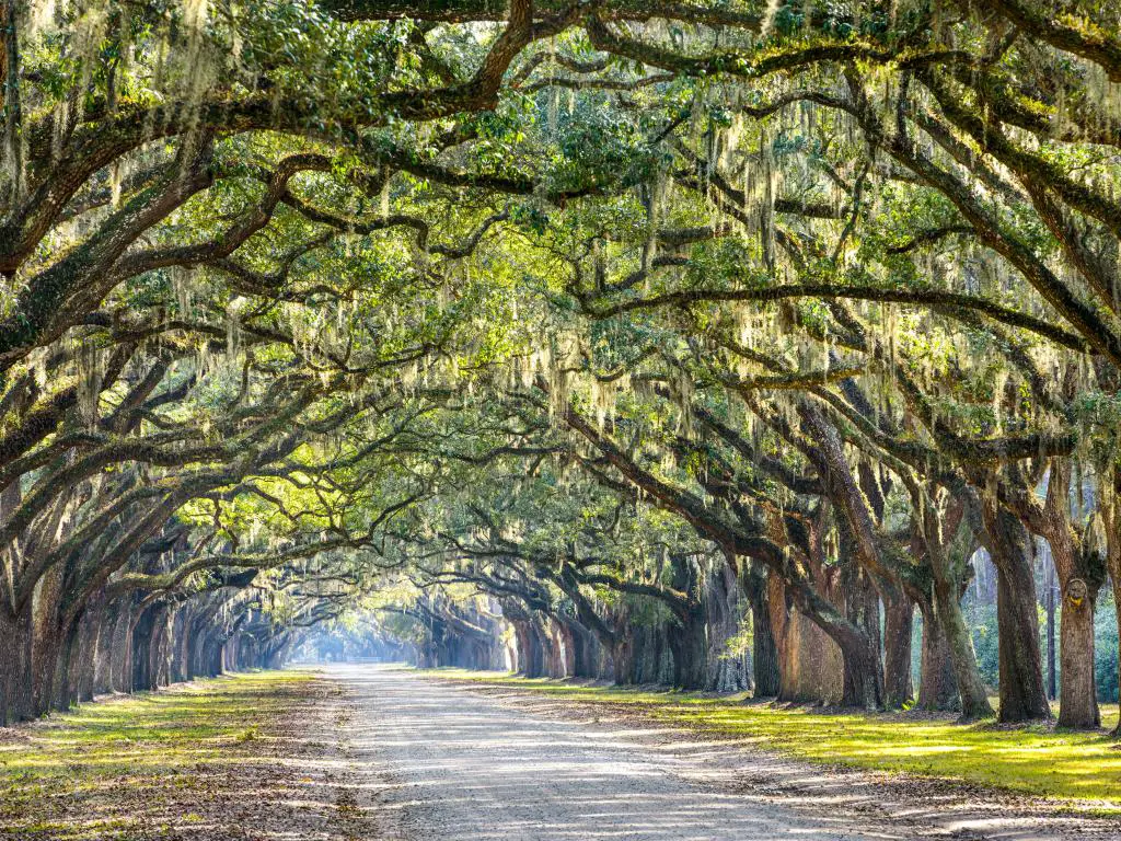 Savannah, Georgia, EE.UU. con un camino bordeado de robles en la histórica Plantación Wormsloe.