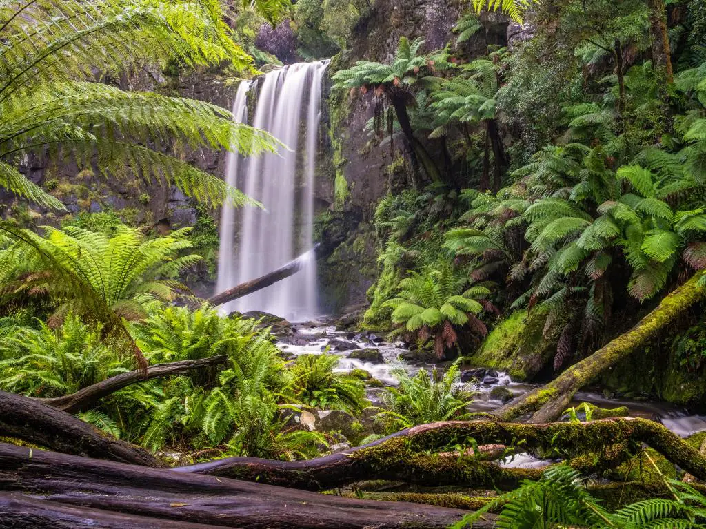 Gran Parque Nacional Otway en Victoria, Australia, tomada en Hopetoun Falls en una exuberante selva tropical verde.
