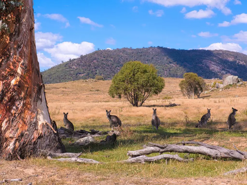 Parque Nacional Namadgi, Australia tomada a 80 km de la capital Canberra y canguros salvajes.