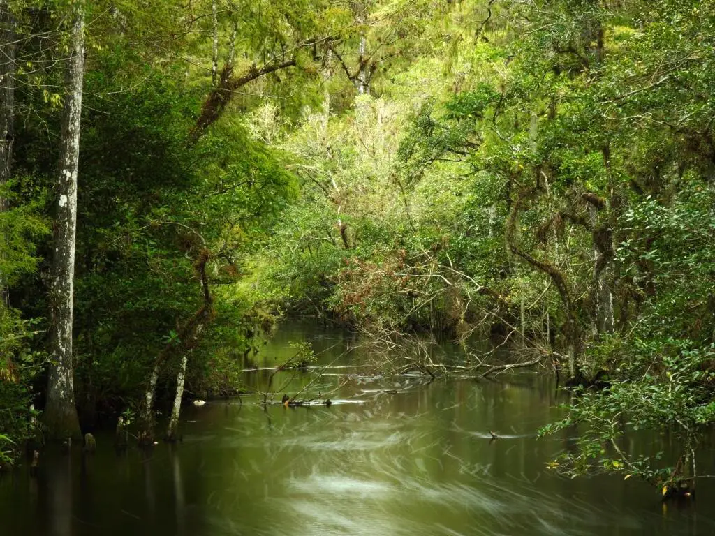 Big Cypress National Preserve, Florida Everglades, EE. UU. Tomada en Sweetwater Strand con árboles que rodean el agua.