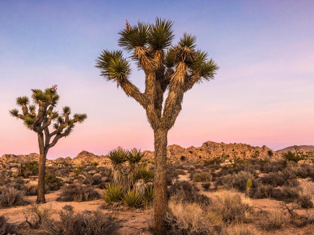 Parque Nacional Joshua Tree, California, EE.UU. con vistas a los famosos árboles de Josué durante la puesta de sol en el desierto de Mojave.