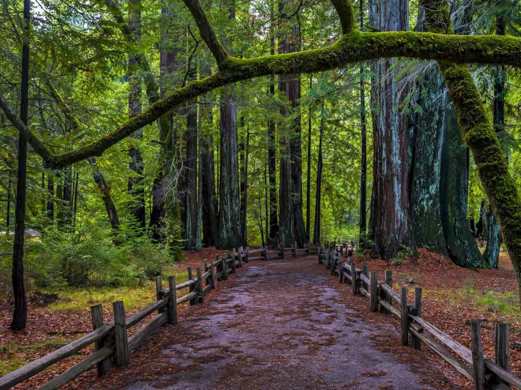 Una ruta de senderismo en el Parque Estatal Big Basin Redwoods en el viaje por carretera de San Diego a San Francisco