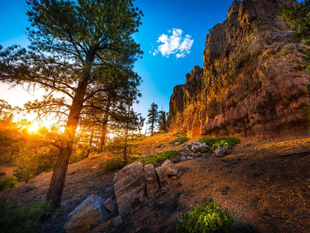 La brillante luz del atardecer brilla a través de los pinos sobre el acantilado rocoso rojo