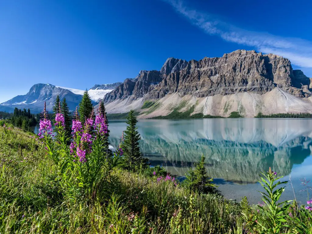 Banff, Montañas Rocosas, Alberta, Canadá con Bow Lake cerca de Icefields Parkway, montañas en la distancia, flores de color púrpura en primer plano y tomadas en un día claro y soleado.