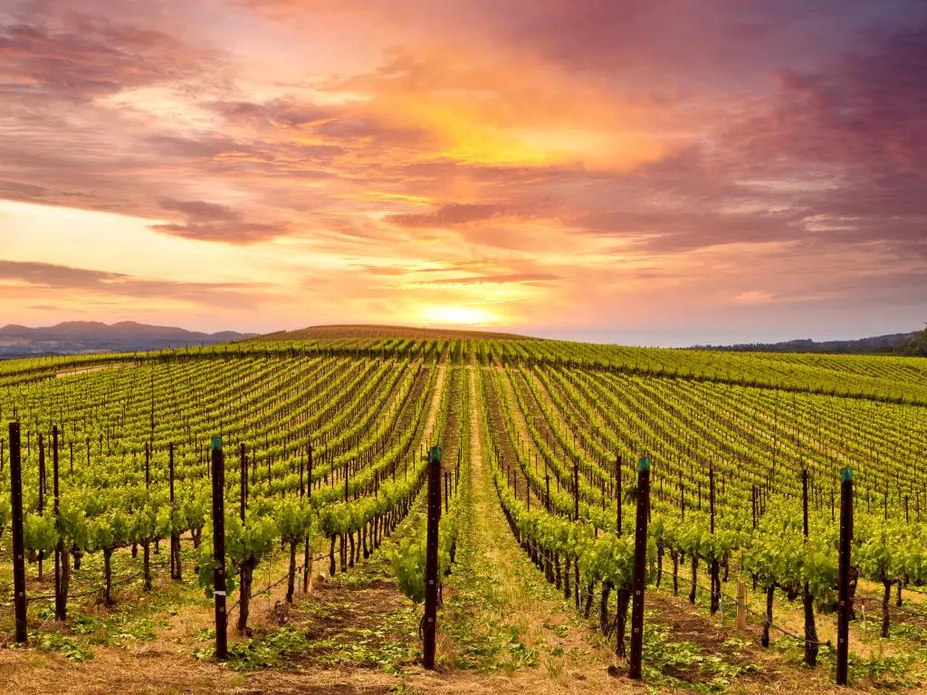 Hermoso cielo al atardecer en la región vinícola de Napa Valley en viñedos de otoño