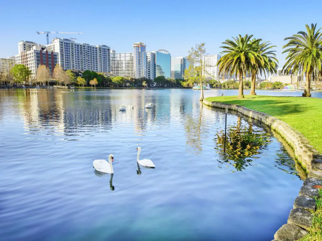 Cisnes en un parque del lago en Orlando con el paisaje de la ciudad y palmeras al fondo
