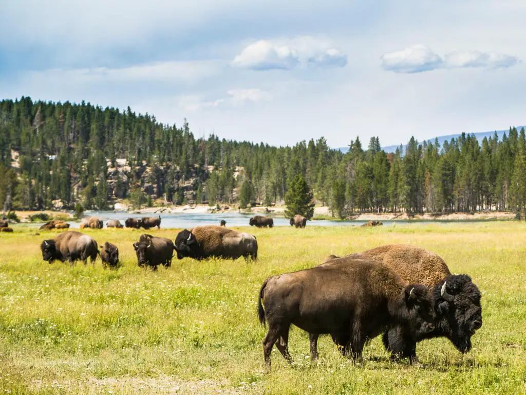 Parque Nacional de Yellowstone, Wyoming, EE.UU. con bisonte (búfalo) en primer plano y un lago más árboles en la distancia en un día soleado.