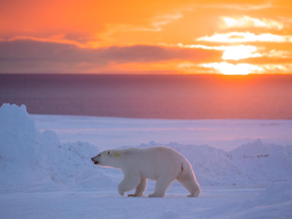 Oso polar con una puesta de sol naranja detrás en Nunavut, Canadá