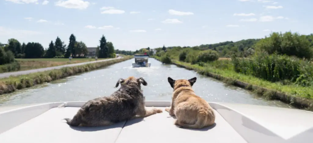 Los 12 MEJORES cruceros para perros (¡Hacer turismo con tu mejor amigo!)