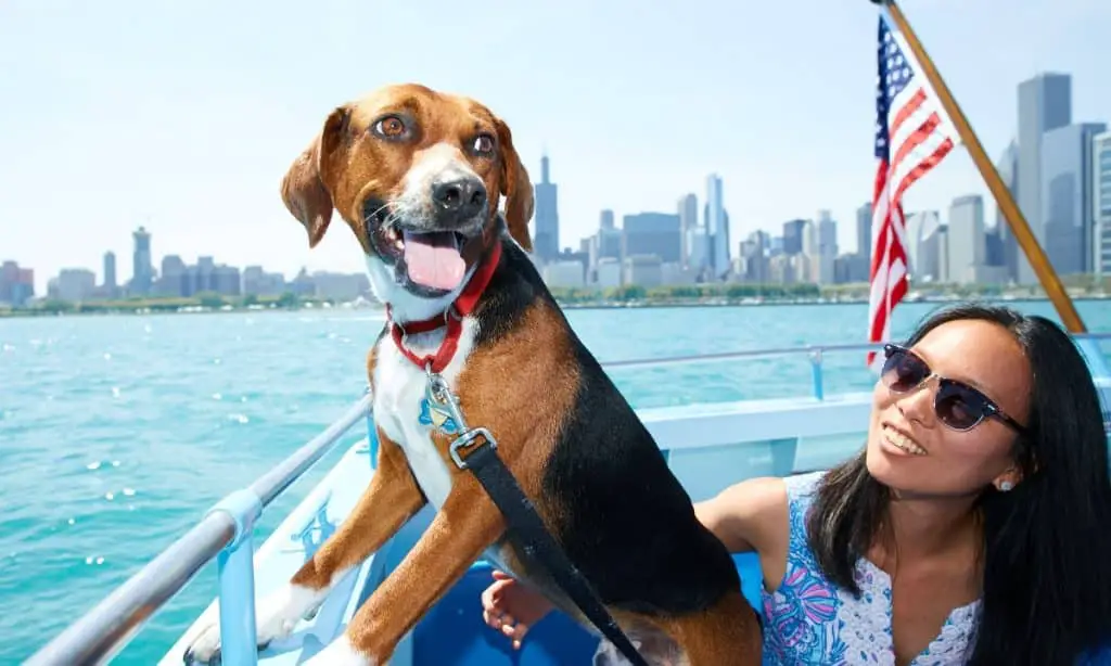 Los 12 MEJORES cruceros para perros (¡Hacer turismo con tu mejor amigo!)
