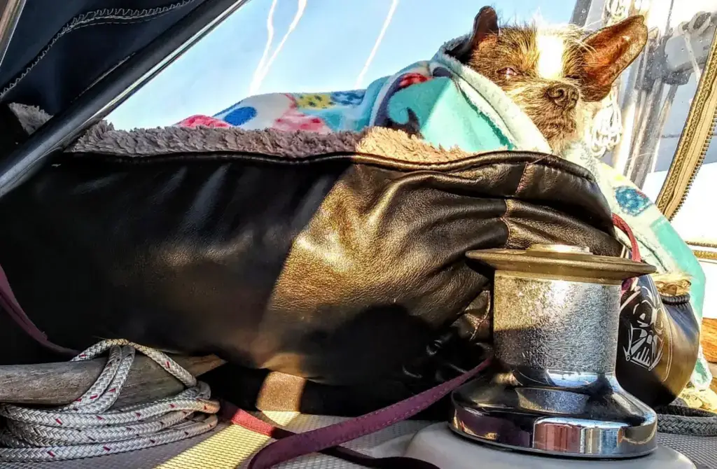 Los 12 MEJORES cruceros para perros (¡Hacer turismo con tu mejor amigo!)