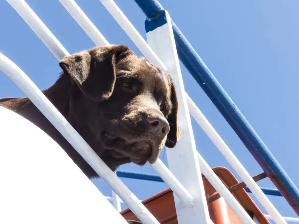 Los 12 MEJORES cruceros para perros (¡Hacer turismo con tu mejor amigo!)