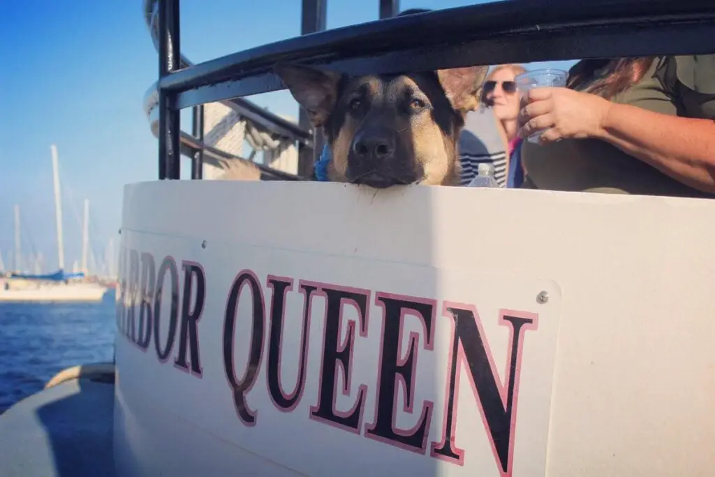Los 12 MEJORES cruceros para perros (¡Hacer turismo con tu mejor amigo!)
