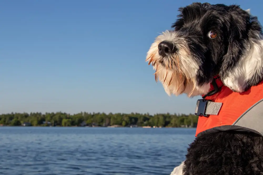 Los 12 MEJORES cruceros para perros (¡Hacer turismo con tu mejor amigo!)
