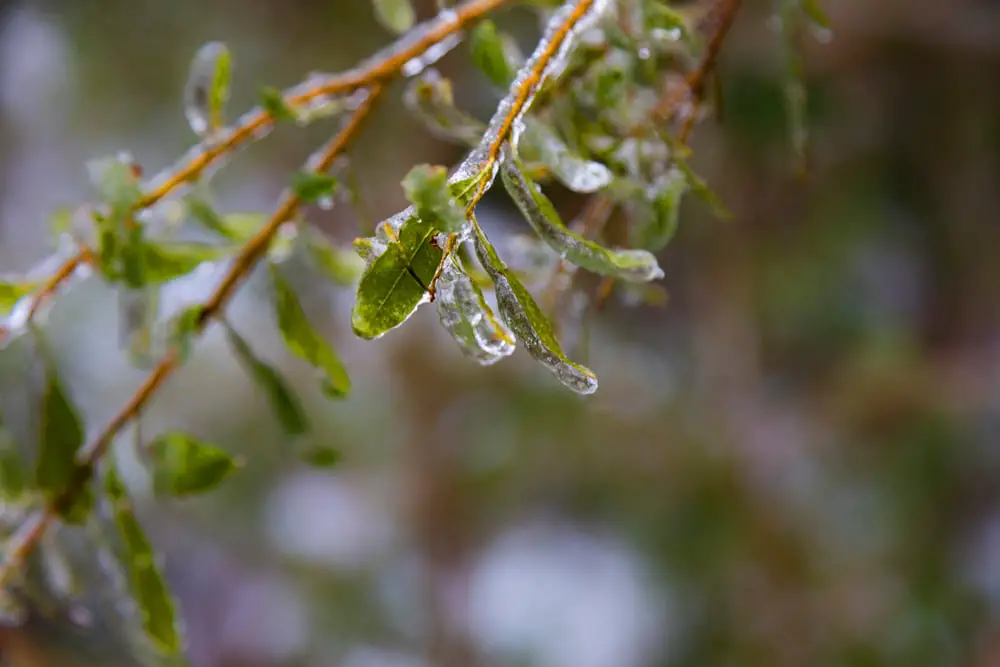 ¿Nieva en Georgia? (Promedio de nevadas y temperatura)