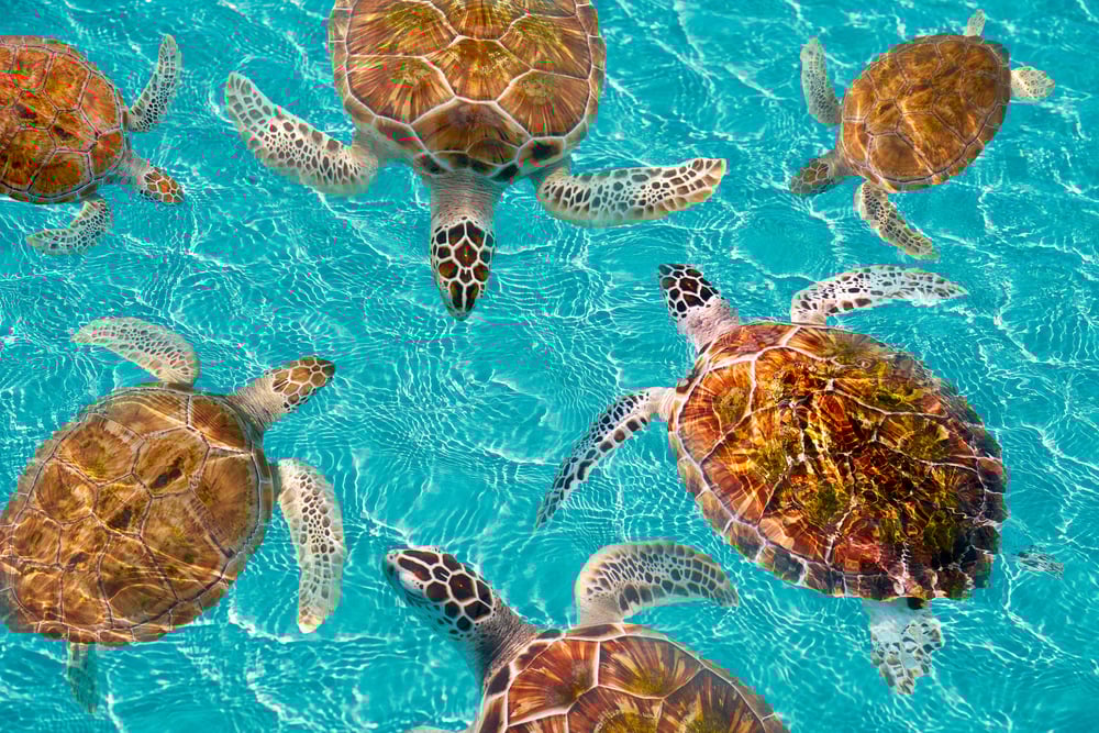 El mejor momento para visitar la Riviera Maya de México (¡y los peores meses!)