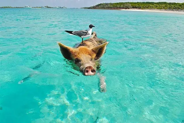 Bahamas con un presupuesto: ¡Itinerario de 6 días!