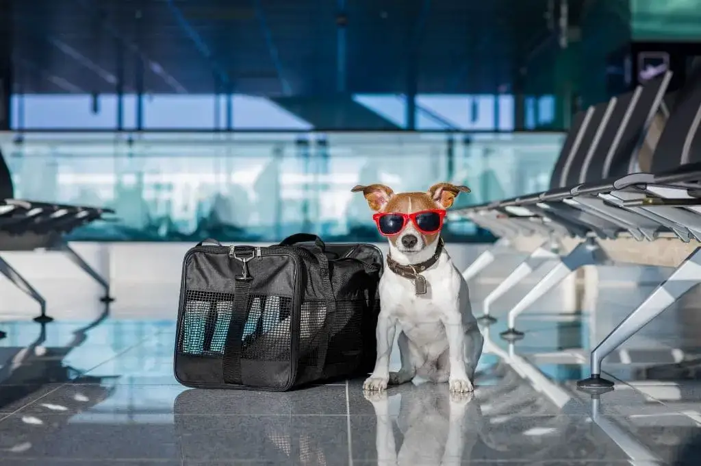 Guía de política de mascotas de Delta Airlines [2022]